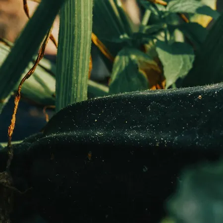 Anielin Κατάλυμα σε φάρμα