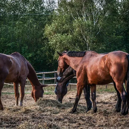 Anielin Κατάλυμα σε φάρμα *