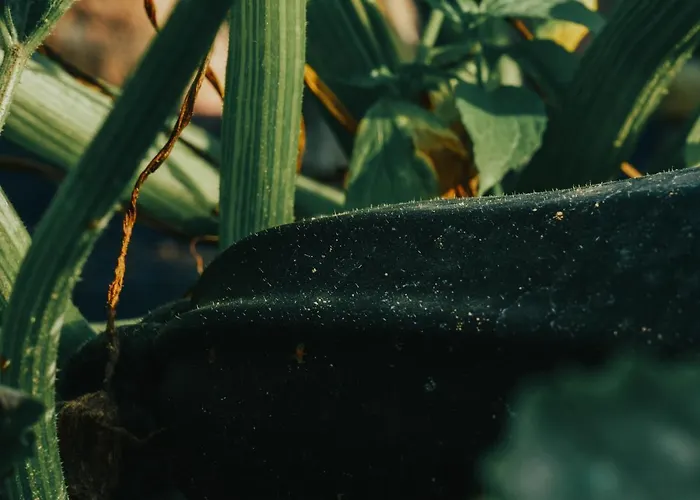 Anielin Фермерский дом