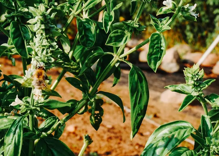 Κατάλυμα σε φάρμα Anielin *